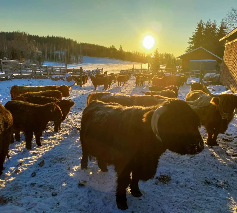 Talvella eläimet ruokitaan tarkoitukseen tehdyssä talvitarhassa. Ylämaankarja pärjää ympärivuotisesti ulkona paksun turkkinsa ansiosta ja niillä on myös käytössä säänsuojia.
